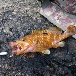 アオリにキジハタ釣り